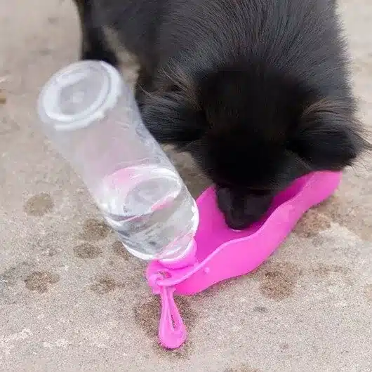 En liten svart hund dricker vatten ur en bärbar petzi-vattenflaska med en bifogad rosa skål. Den klara vattenflaskan är upp och ned och hunden dricker ur den skålformade sektionen längst ner. Scenen utspelar sig på en betongyta.